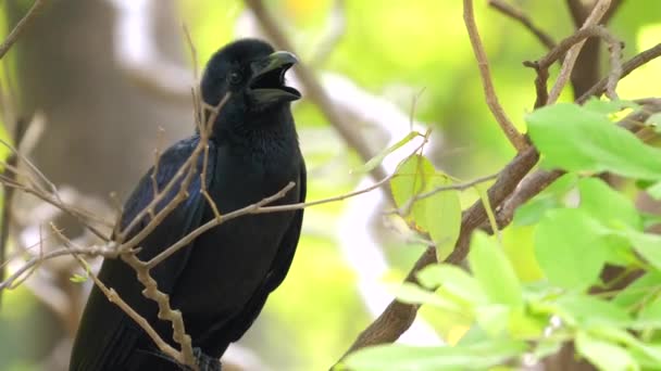 Černá Vrána Usazená Větvi Přirozeném Zalesněném Prostředí Divoká Příroda Příroda — Stock video