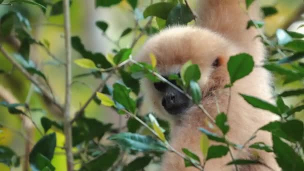 Gibbon Κρατώντας Απαλά Πράσινα Φύλλα Μέσα Δασικό Ενδιαίτημα Προβάλλοντας Την — Αρχείο Βίντεο