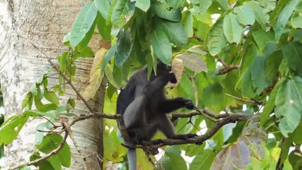 Albero Scimmia Langur Arrampicata Nella Lussureggiante Foresta Fauna Selvatica Natura — Video Stock