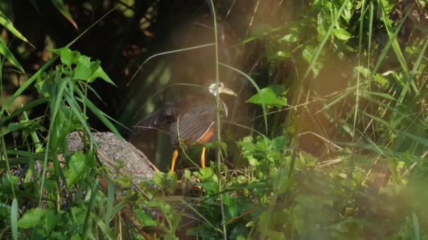 Uccello Selvatico Habitat Naturale Circondato Fogliame Verde Fauna Selvatica Natura — Video Stock