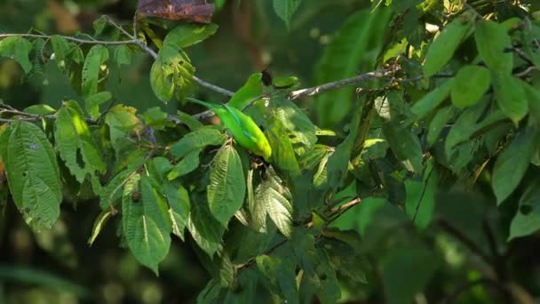 Doğal Ortamdaki Yaprakların Arasına Gizlenmiş Yeşil Yapraklı Kuş Vahşi Yaşam — Stok video