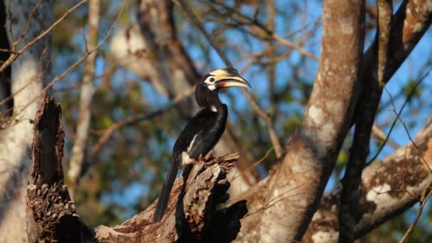 Pied Hornbill Orientale Appollaiato Ramo Albero Habitat Naturale Fauna Selvatica — Video Stock