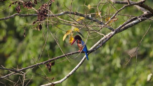 Canlı Tropikal Bir Kuş Doğal Ortamında Dala Tünemişti Vahşi Yaşam — Stok video