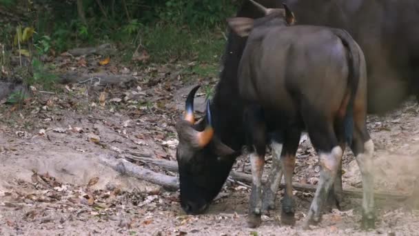Gaurlar Kırsalda Otluyor Tarım Çiftlik Hayvanları — Stok video