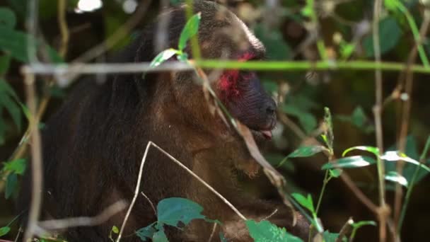 Tlustoocasá Makaka Přírodním Prostředí Obklopená Vegetací Divoká Příroda Biologická Rozmanitost — Stock video