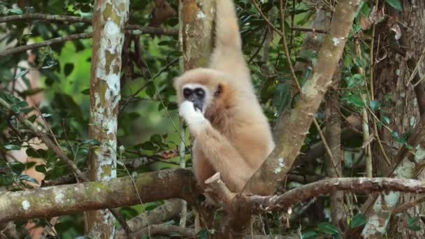 Golden Lar Gibbon Monkey Gibbon Climbing Tree Natural Habitat Wildlife — Stock Video