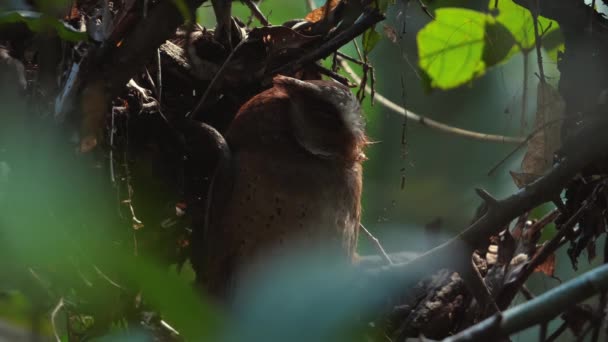 Сова Відпочиває Природному Середовищі Проживання Серед Гілок Дикої Природи — стокове відео