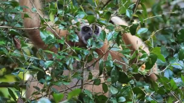 Nieuwsgierig Lar Gibbon Gluren Door Weelderig Groen Gebladerte Zijn Natuurlijke — Stockvideo