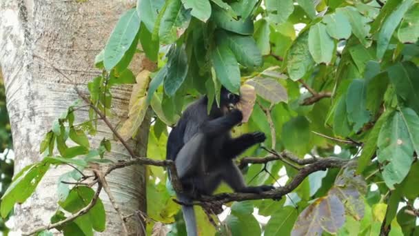 Affenlangur Klettert Einem Sattgrünen Baum Natürlichem Lebensraum Wildtiere Und Natur — Stockvideo