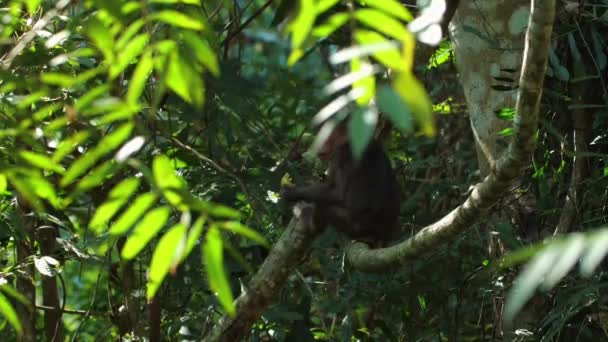 Vahşi Maymun Doğal Ortamında Meyvelerle Besleniyor Vahşi Yaşam Doğa — Stok video