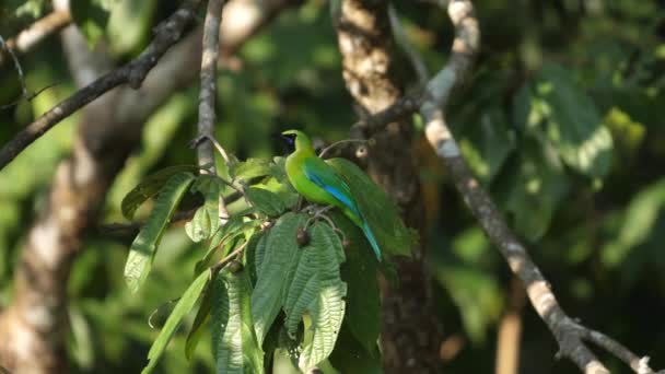 Doğal Ortamdaki Tropik Yaprakların Üzerine Tünemiş Yeşil Kanatlı Yaprak Kuşu — Stok video
