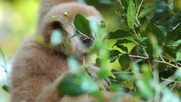 天然の生息地で木の枝から吊るされたギボン 野生生物と保全について — ストック動画