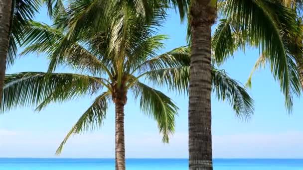 Тропічний Пляжний Пейзаж Високими Пальмами Тлі Прозорого Блакитного Неба Незайманого — стокове відео