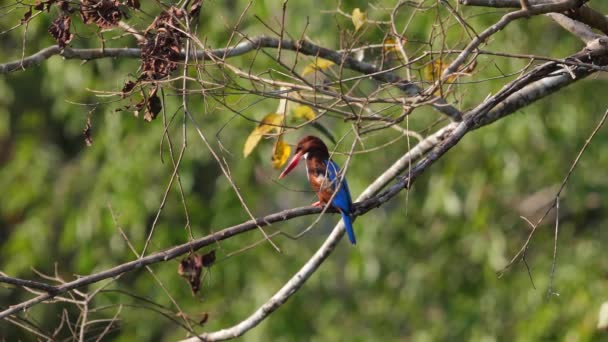Renkli Beyaz Boğazlı Kingfisher Kuşu Yapraklarla Dallara Tünemiş Vahşi Hayatın — Stok video