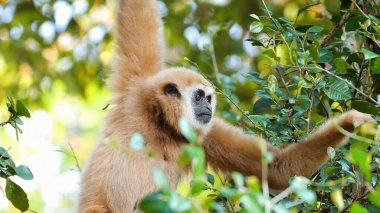 Gibbon yemyeşil orman habitatında yapraklara uzanıyor. Vahşi yaşam ve doğa.
