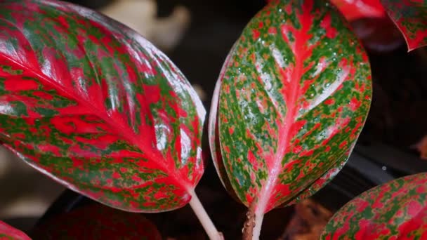 Gros Plan Feuilles Panachées Rouge Vert Vif Plantes Exotiques Fond — Video