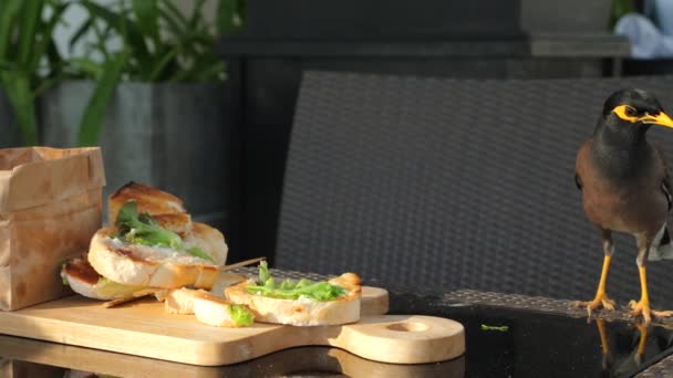 Gemeinsame Myna Vogel Hockt Auf Outdoor Tisch Und Beäugt Sandwich — Stockvideo