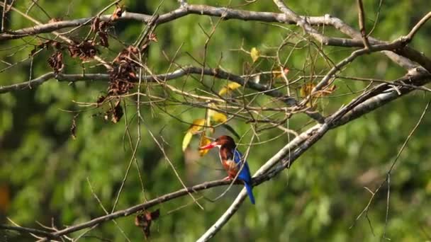 Uccello Martin Pescatore Colorato Appollaiato Ramo Habitat Naturale Fauna Selvatica — Video Stock