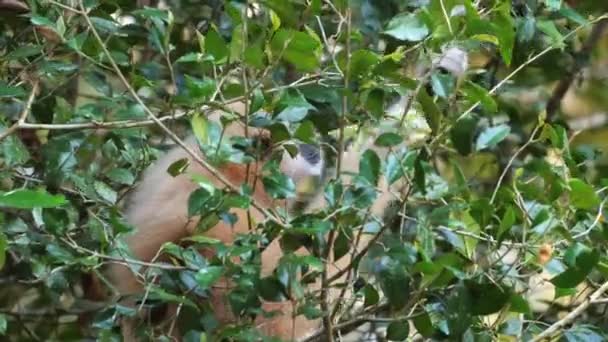 Άγριος Πίθηκος Κρυφοκοιτάζει Μέσα Από Πλούσια Βλάστηση Στο Φυσικό Περιβάλλον — Αρχείο Βίντεο