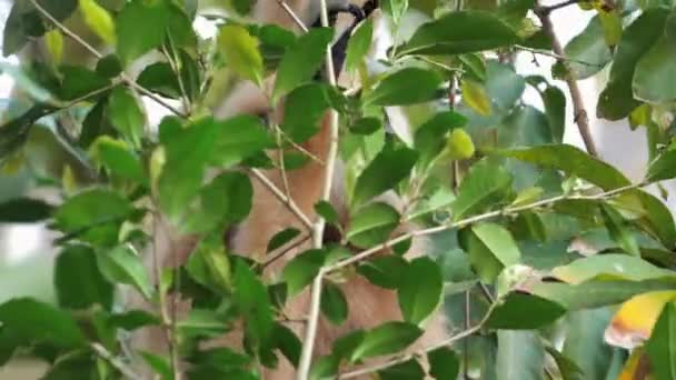 Lar Gibbon Καμουφλαρισμένο Μεταξύ Των Φύλλων Ευκαλύπτου Στο Φυσικό Περιβάλλον — Αρχείο Βίντεο
