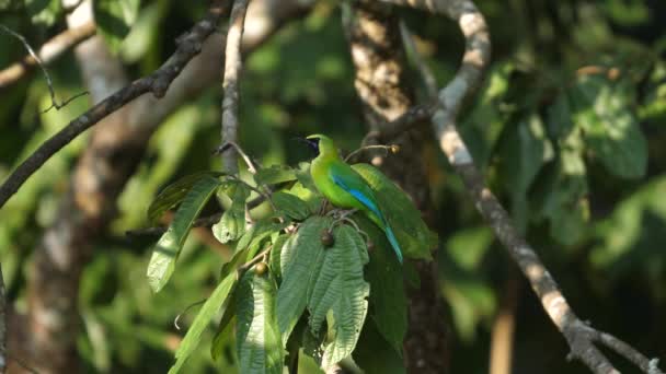Doğal Yaşam Alanına Tünemiş Canlı Yeşil Yapraklı Kuş Vahşi Yaşam — Stok video
