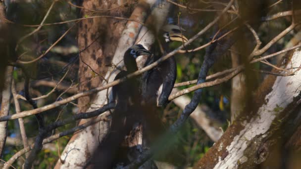 角嘴对栖息在自然栖息地的树枝上 野生生物和自然保护 — 图库视频影像