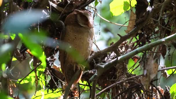 Coruja Camuflada Pousada Calmamente Seu Habitat Natural Vida Selvagem Natureza — Vídeo de Stock