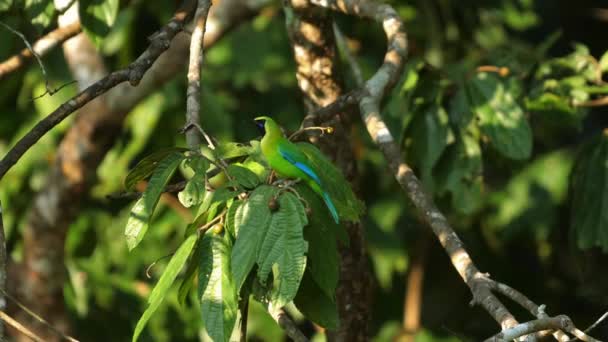 Doğal Yaşam Alanındaki Dala Tünemiş Canlı Yeşil Yapraklı Kuş Vahşi — Stok video