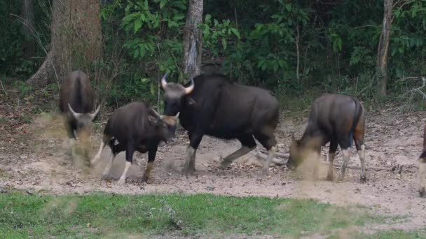 Stiere Und Kühe Laufen Wald Wildtiere Und Natur — Stockvideo