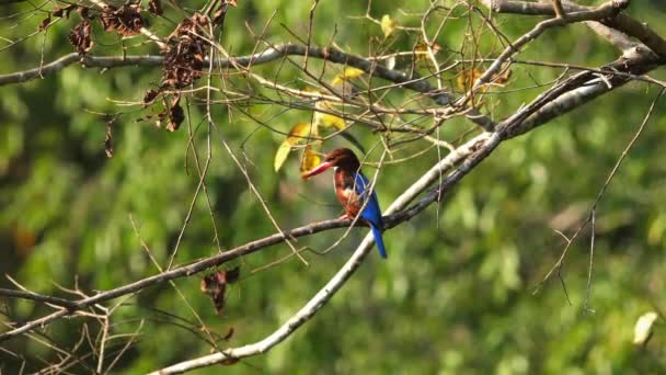Kingfisher Pássaro Empoleirado Ramo Habitat Natural Vida Selvagem Ambiente — Vídeo de Stock
