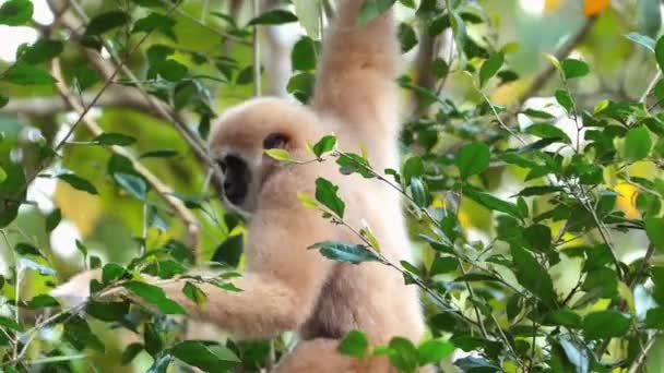 Gibbon Entre Folhagem Verde Habitat Natural Vida Selvagem Conservação — Vídeo de Stock