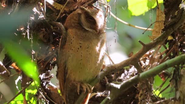 Coruja Empoleirada Calmamente Entre Ramos Árvores Habitat Natural Vida Selvagem — Vídeo de Stock