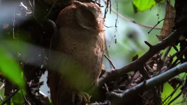 Die Verschlafene Eule Hockt Auf Ästen Ihrem Natürlichen Lebensraum Wildtiere — Stockvideo