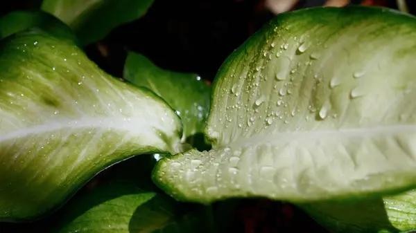 stock image Fresh green leaves with dew drops close-up, nature beauty with morning condensation. Detail and texture of plant life with water droplets, botanical backdrop. Nature and freshness.