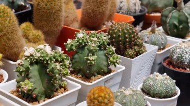 Botanik pazarında sergilenen saksılarda çeşitli kaktüsler ve sulu yemekler. Ev işleri ve çöl bitkilerinin iç tasarımı..