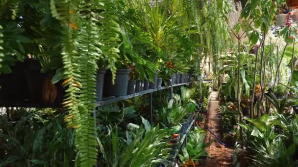 郁郁葱葱的温室内部布满了各种盆栽植物和树叶 植物园景观与一系列热带植被 自然与环境保护 — 图库视频影像