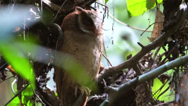 伪装的猫头鹰栖息在茂密的森林灌木丛中 野生生物和生境 — 图库视频影像