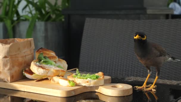 Взаимодействие Городской Дикой Природы Птица Приближается Сэндвичу Открытом Столе Кафе — стоковое видео
