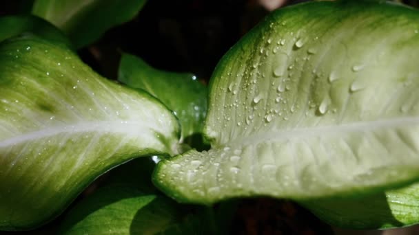 Čerstvé Zelené Listy Kapkami Rosy Zblízka Přírodní Krása Ranní Kondenzací — Stock video