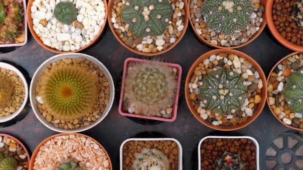 Różnorodność Kaktusów Małych Doniczkach Ułożonych Wzory Dekoracji Wnętrz Inspiracji Ogrodniczej — Wideo stockowe
