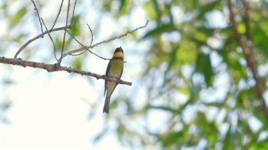 Dallara tünemiş canlı arı yiyen kuş yumuşak odaklı yeşil arka plana karşı. Vahşi yaşam ve doğa fotoğrafçılığı.