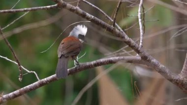 Beyaz ibikli Laughingthrush doğal yaşam alanı, vahşi yaşam ve kuş izleme dallarına tünemişti. Doğa ve vahşi yaşam fotoğrafçılığı.