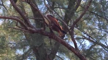 Görkemli yırtıcı kuş çam ağacının dalına tünemiş doğal habitatı, vahşi yaşamın güzelliği. Çevre ve biyolojik çeşitliliği koruma.