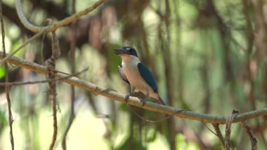 Yakalı Kingfisher, arka planda canlı yeşil yapraklarla doğal yaşam alanındaki dala tünemişti. Vahşi yaşam ve doğa koruma.