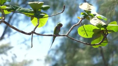 Canlı papağan verimli orman ortamında güneş ışığına tünemiş doğal yaşam ortamını gösteriyor. Doğa ve vahşi yaşam.