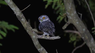 Yırtıcı baykuşun karanlık gece göğüne karşı ağaç dalına tünediği gece. Vahşi yaşam ve doğa koruma.