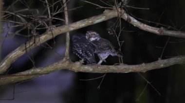 Bir çift benekli baykuş, gece karanlığında ağaç dalına tünemiş. Doğal ortamda vahşi yaşam ve doğa korunumu.
