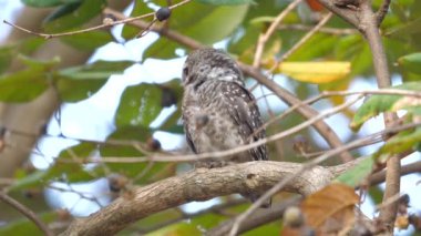 Benekli baykuş doğal orman habitatında bir dala tünemiş, sakin bir ortamda vahşi hayatı sergiliyor. Nesli tükenmekte olan türleri koruma ve doğa koruma.