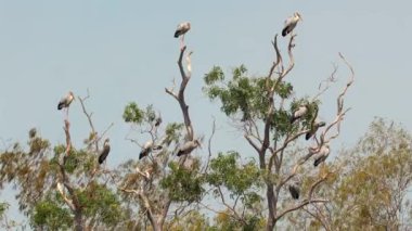 Asyalı Openbill Leylekleri açık gökyüzüne karşı yapraksız ağaçlara tüneyerek doğal ortamlarında göçmen kuşların davranışlarını sergiliyorlar. Vahşi yaşam ve doğa koruma.