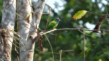 Bir çift canlı tropikal barbet kuşu verimli orman zeminine, vahşi yaşama ve doğal güzelliğe karşı ince dallara tünemişti..